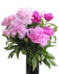 How to Store Peonies to Control When They'll Bloom Image